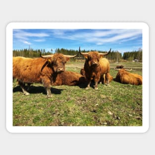 Scottish Highland Cattle Bulls 2392 Sticker